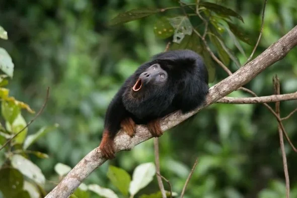 Sound(E)scapes: Head Banging and Howling in the Amazon