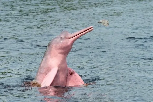 Sound(E)scapes: Amazon Pink River Dolphins