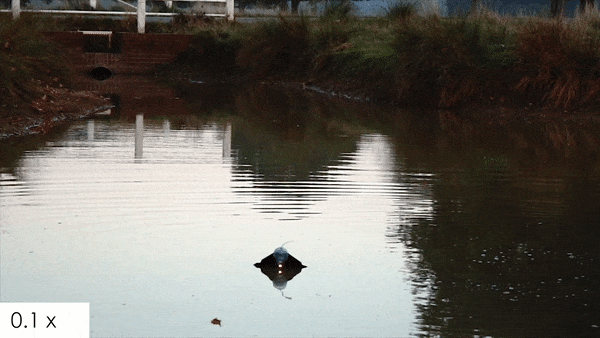 Drenchable Drones, Prickly Cells and Face-Tracked Chimps