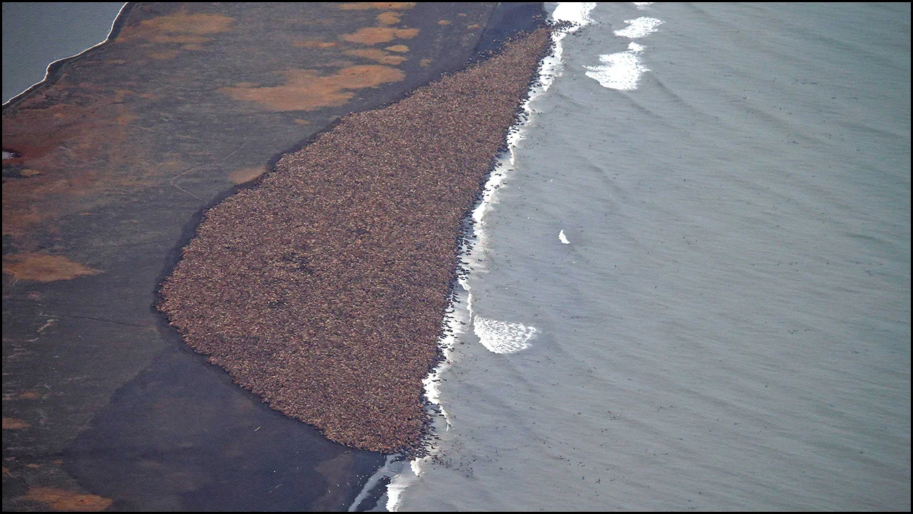 In Alaska, Thousands of Walruses Take to Land