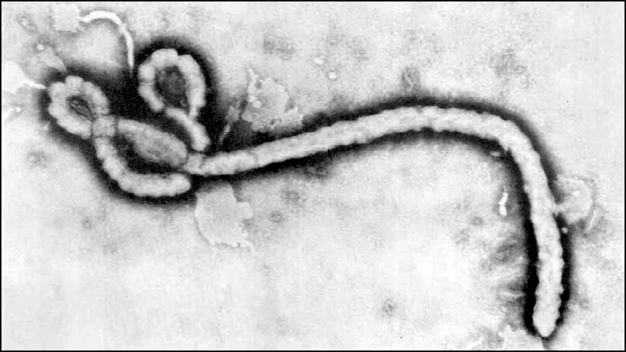 A Witness to Ebola's Discovery